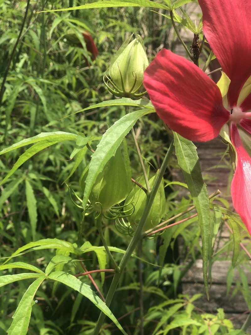 Scarlet Rosemallow photo 8