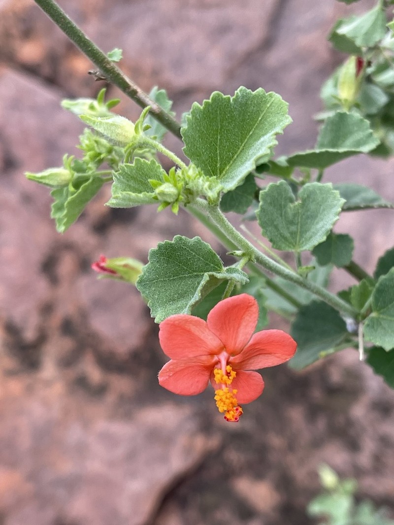 Hibiscus coddii photo 2
