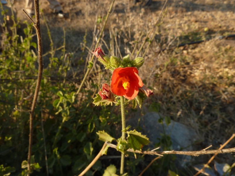 Hibiscus coddii photo 3