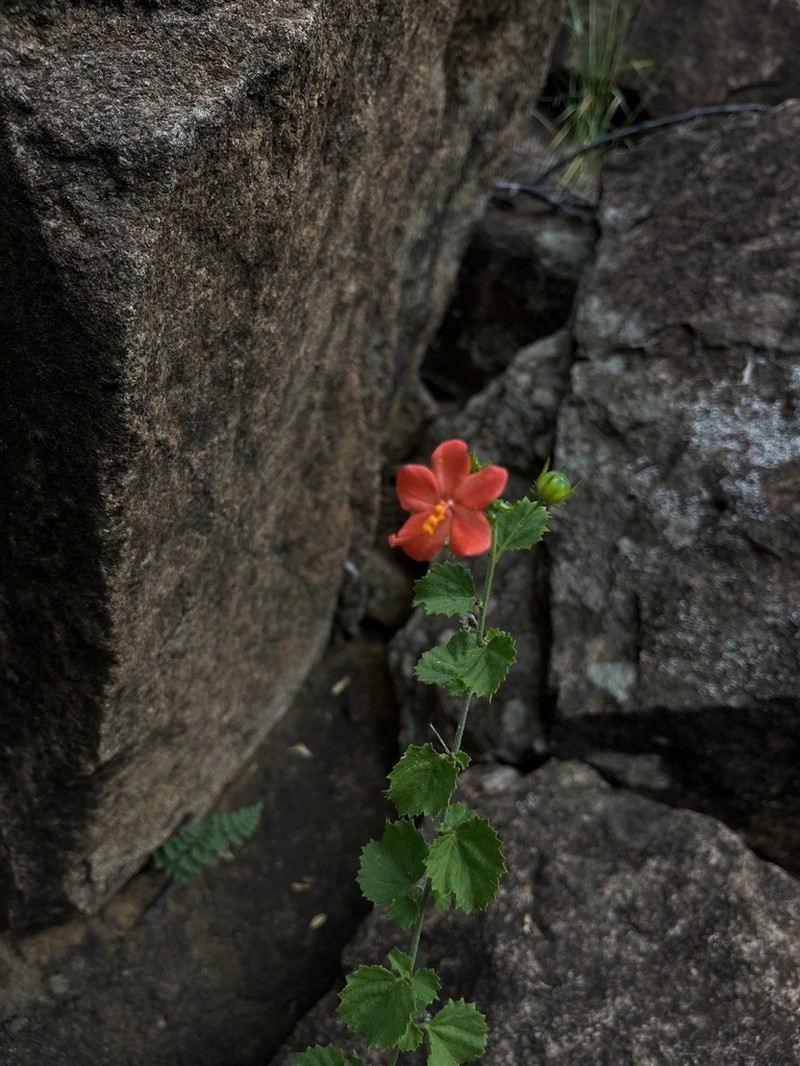 Hibiscus coddii photo 4