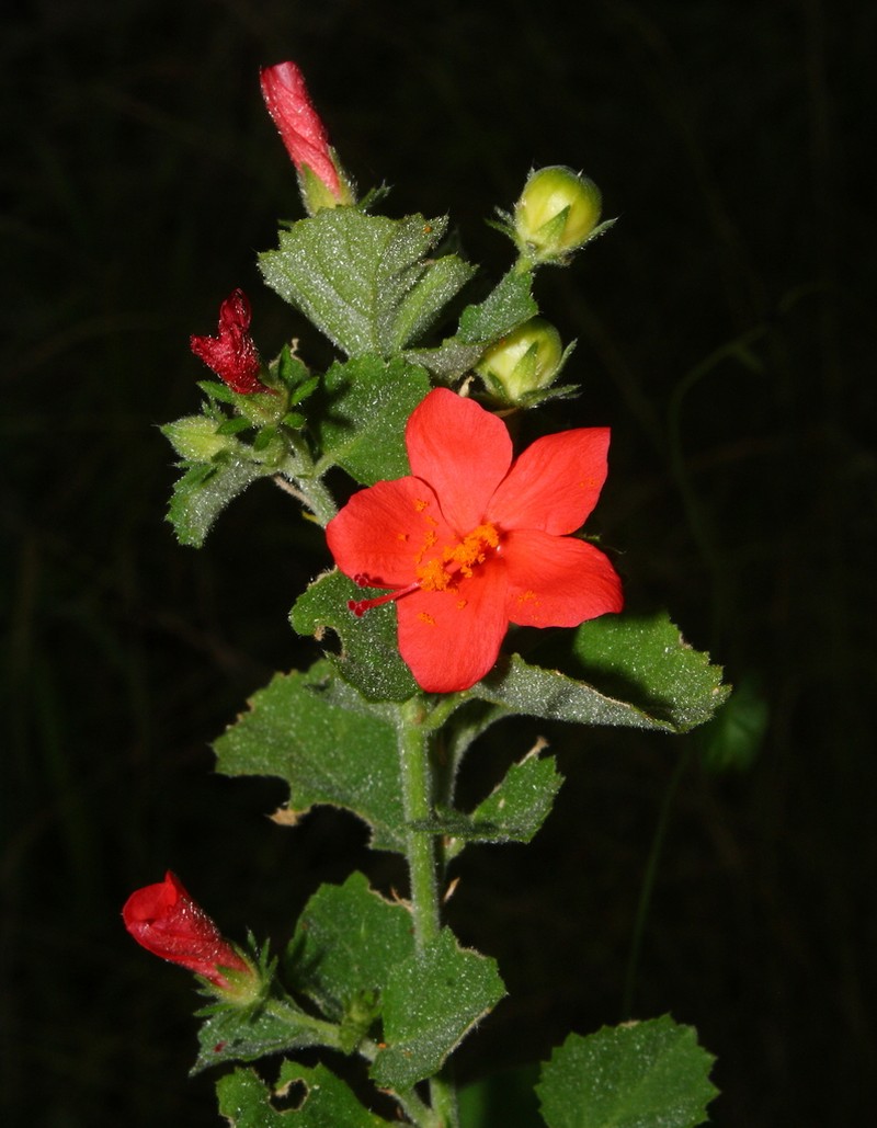Hibiscus coddii photo 5