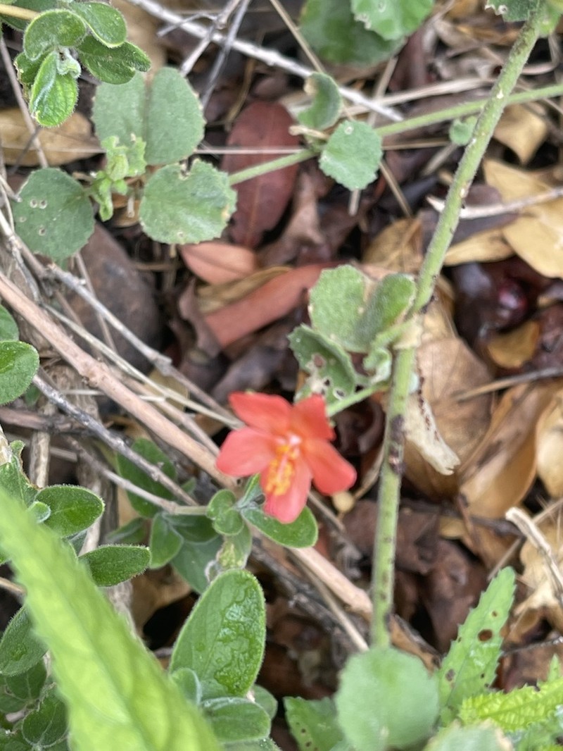 Hibiscus coddii photo 8