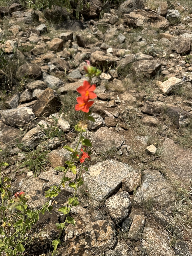 Hibiscus coddii subsp. barnardii photo 2