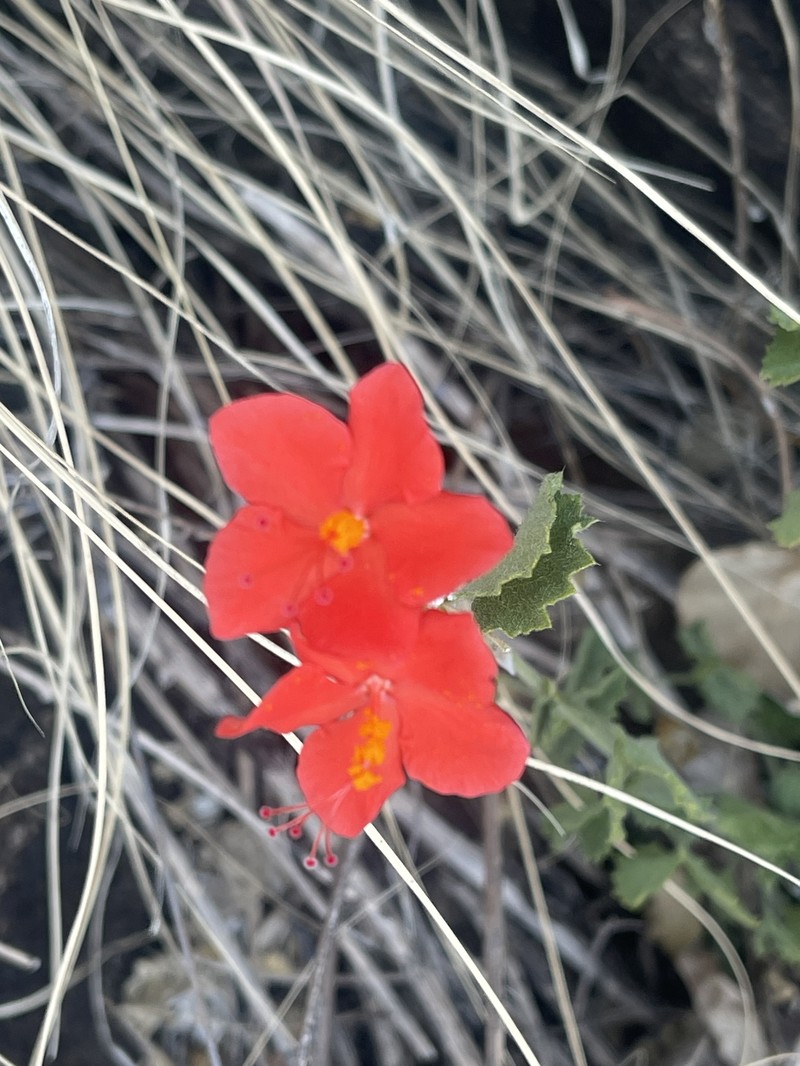 Hibiscus coddii subsp. barnardii photo 3