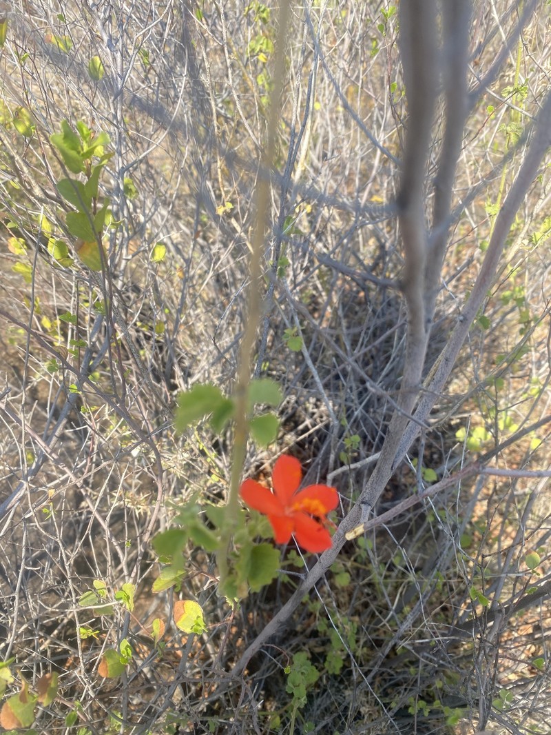 Hibiscus coddii subsp. barnardii photo 4