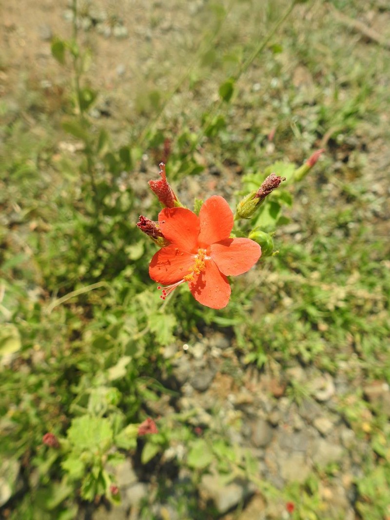 Hibiscus coddii subsp. barnardii photo 5