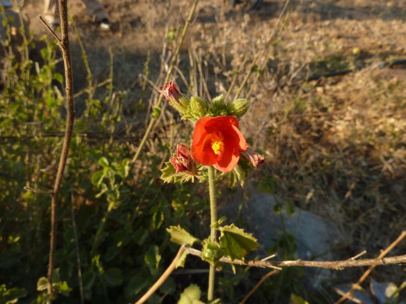 Hibiscus coddii subsp. barnardii photo 6