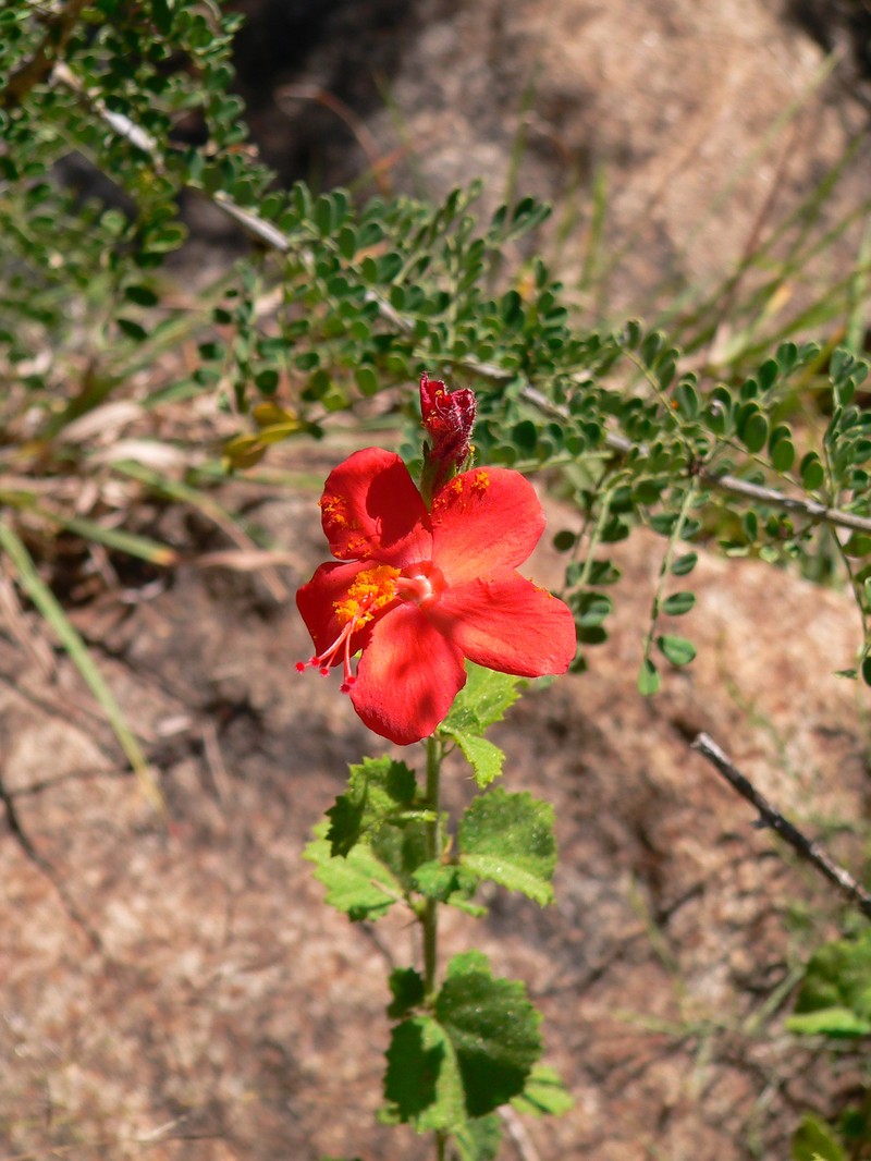 Hibiscus coddii subsp. barnardii photo 7