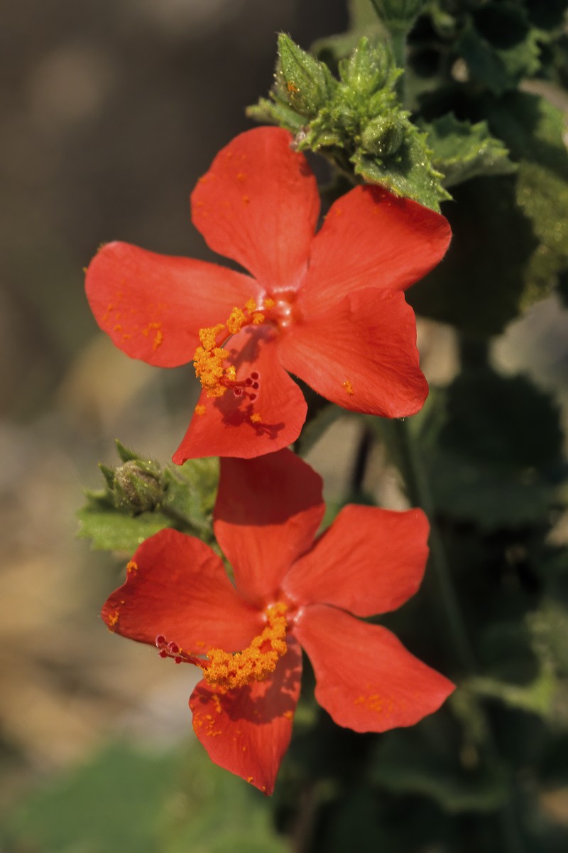 Hibiscus coddii subsp. barnardii