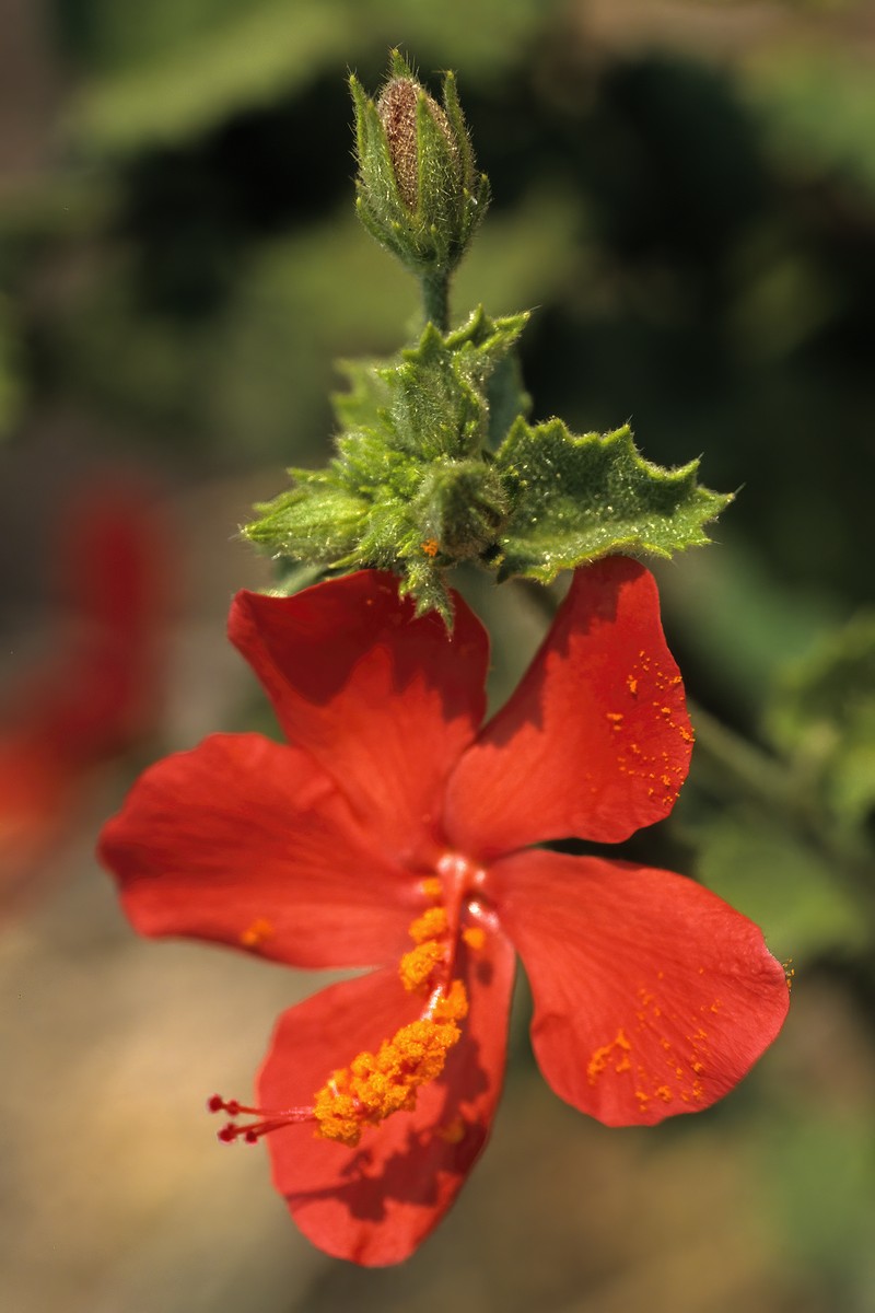 Hibiscus coddii subsp. barnardii photo 8