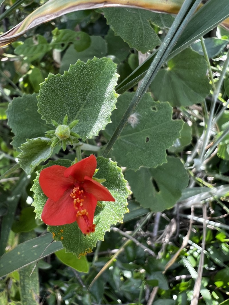 Hibiscus coddii subsp. coddii