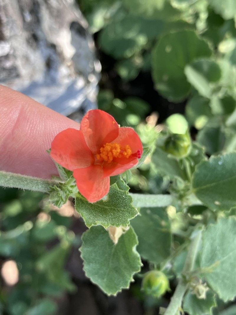 Hibiscus coddii subsp. coddii photo 2