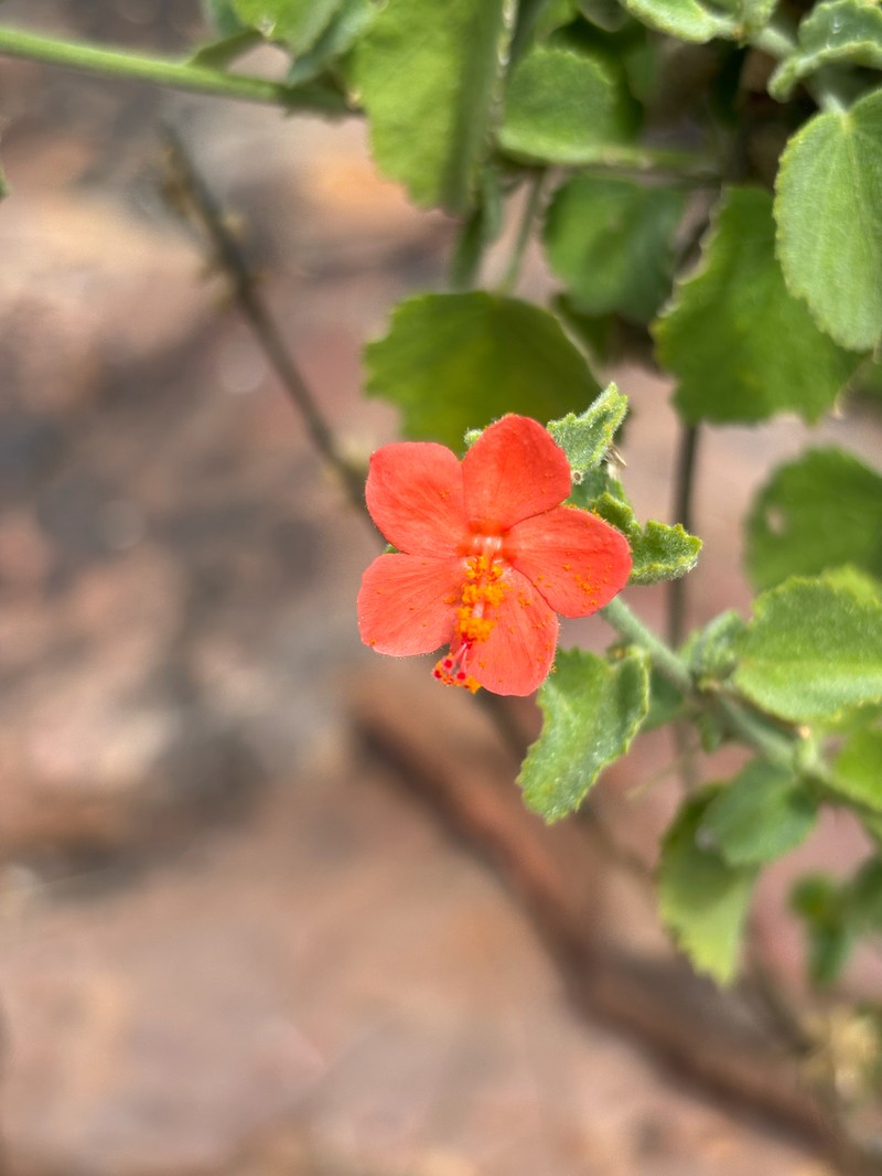 Hibiscus coddii subsp. coddii photo 3