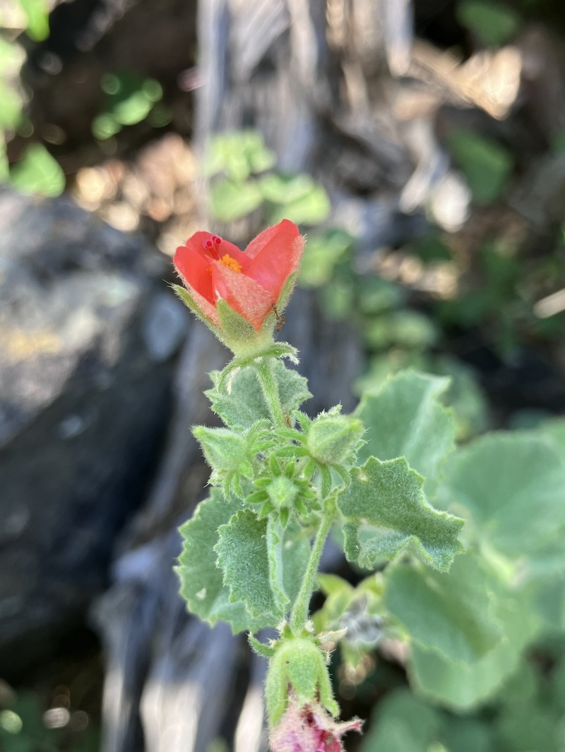Hibiscus coddii subsp. coddii photo 4