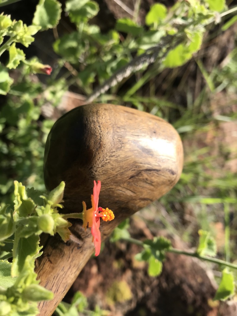Hibiscus coddii subsp. coddii photo 5