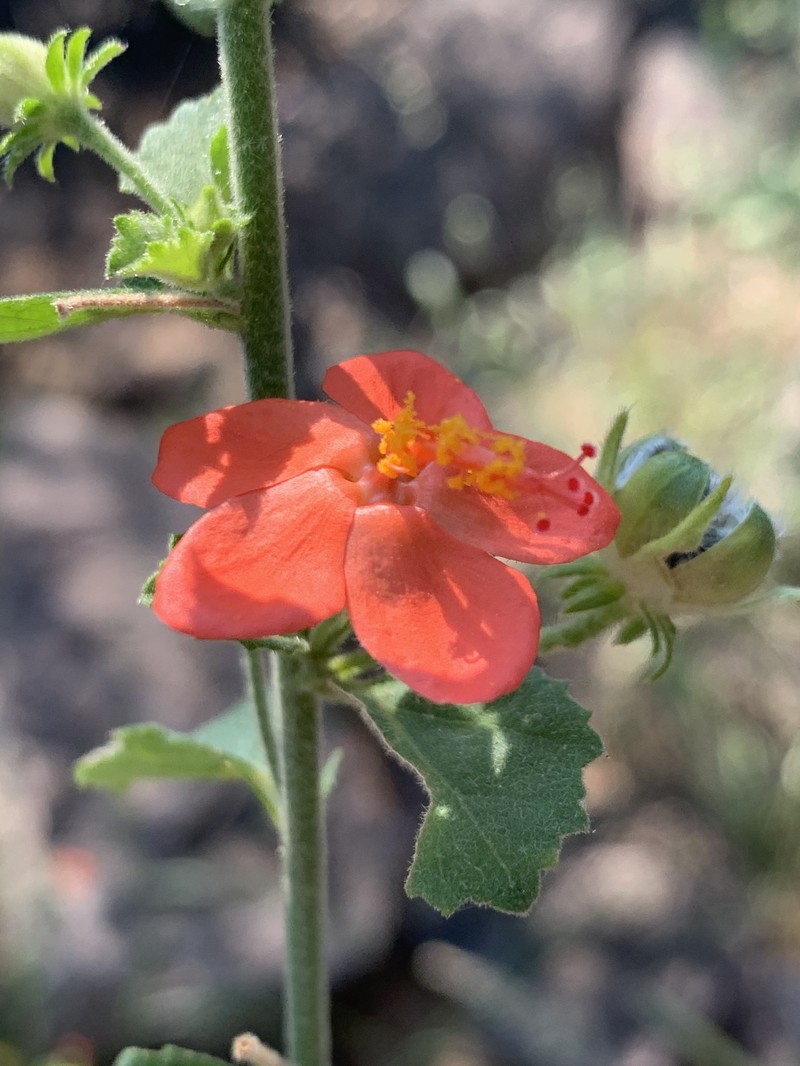 Hibiscus coddii subsp. coddii photo 6