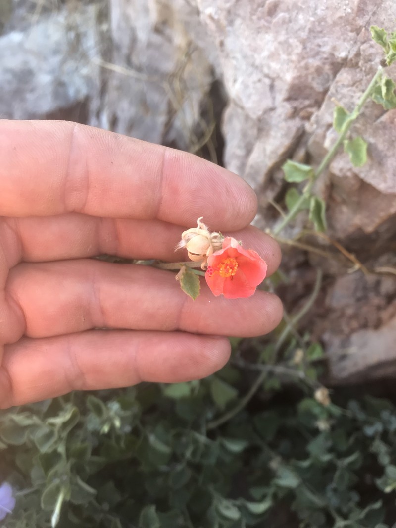 Hibiscus coddii subsp. coddii photo 7