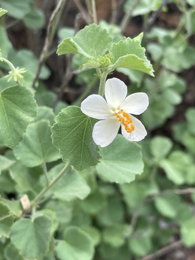 Hibiscus coddii subsp. coddii photo 8