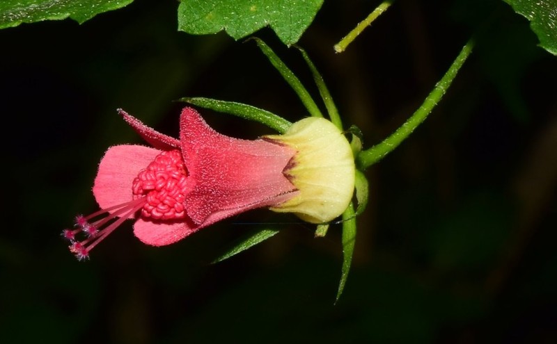 Hibiscus colimensis