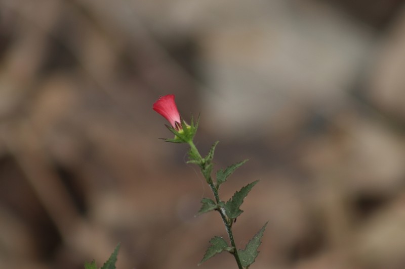 Hibiscus colimensis photo 2