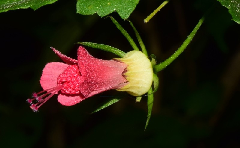Hibiscus colimensis photo 4