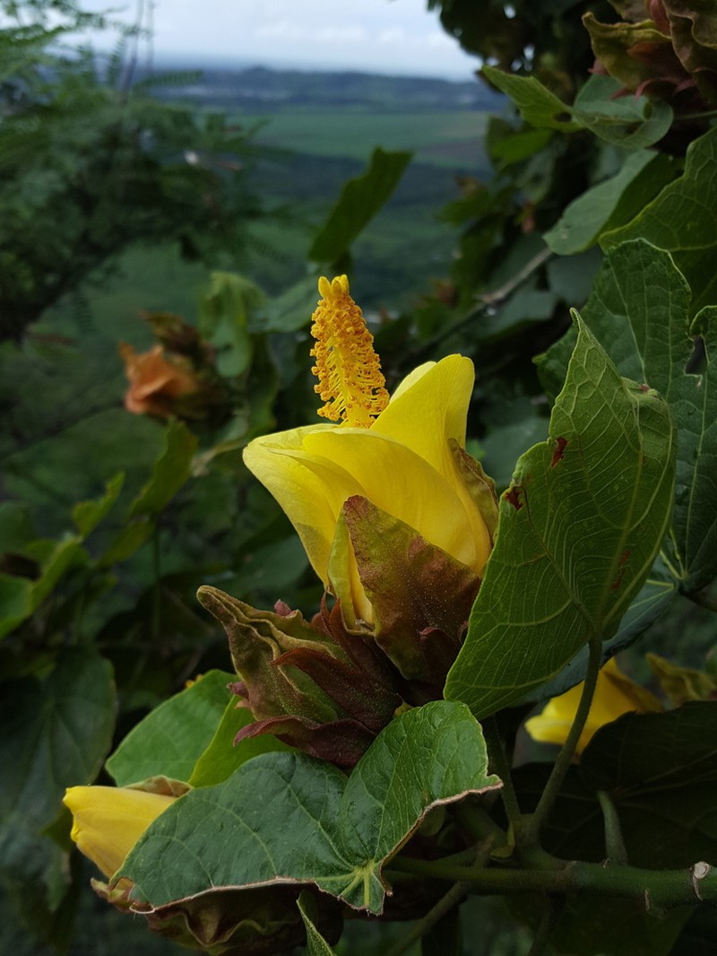 Hibiscus columnaris photo 2