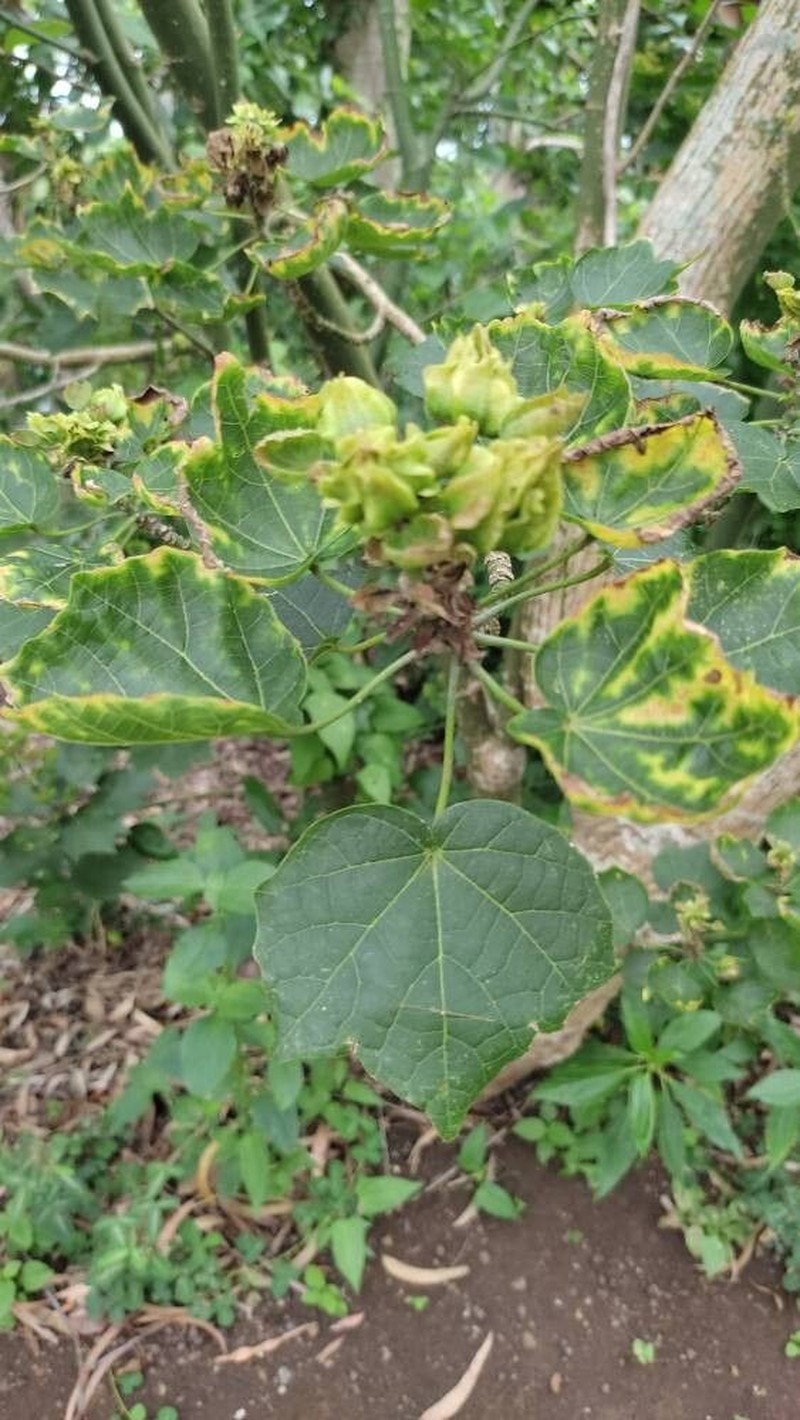 Hibiscus columnaris photo 4