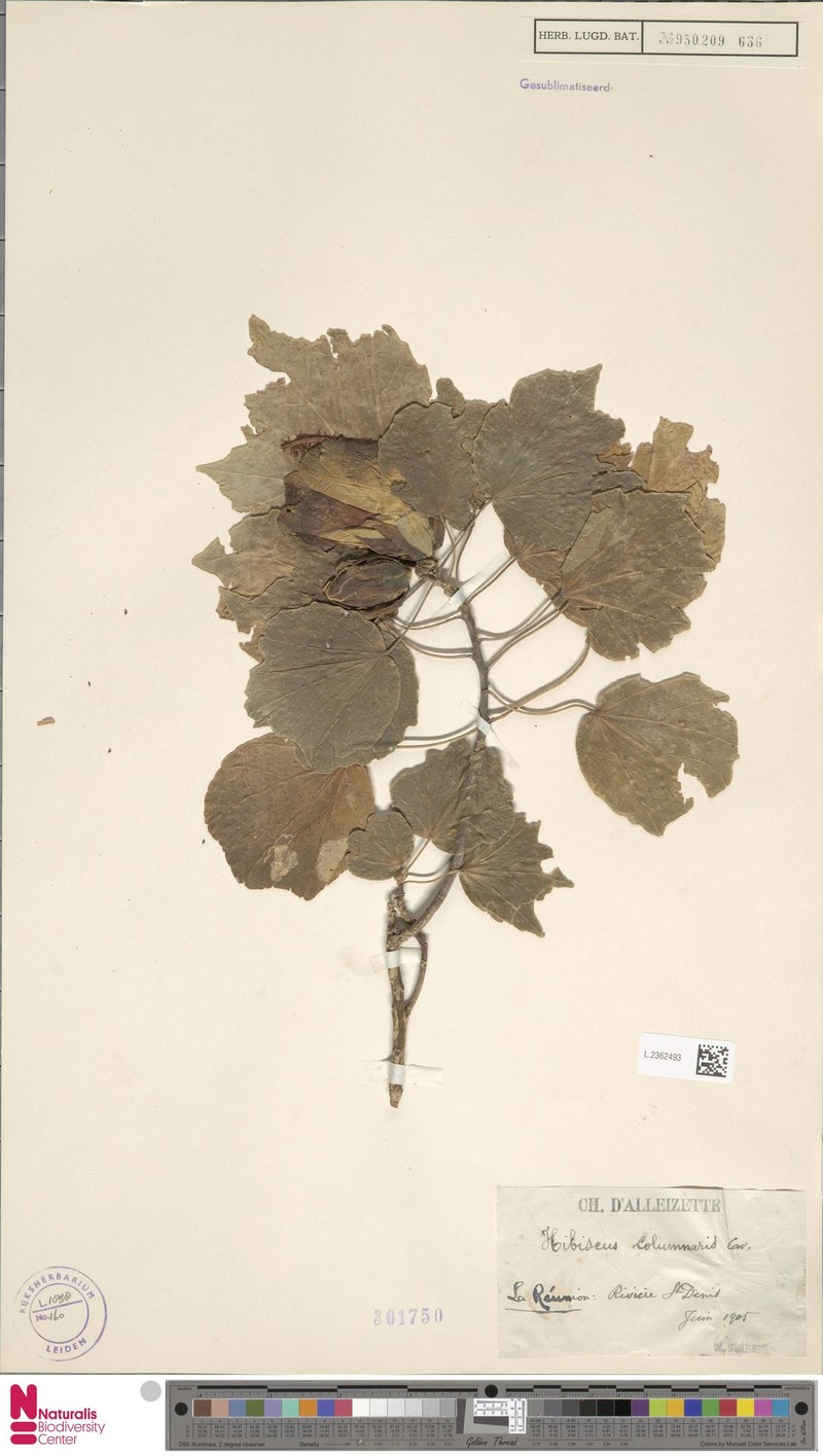 Hibiscus columnaris photo 7