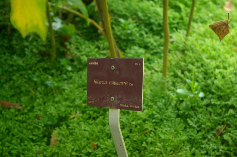 Hibiscus columnaris
