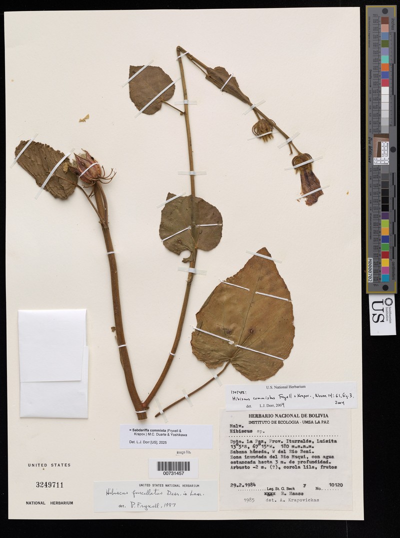 Hibiscus commixtus