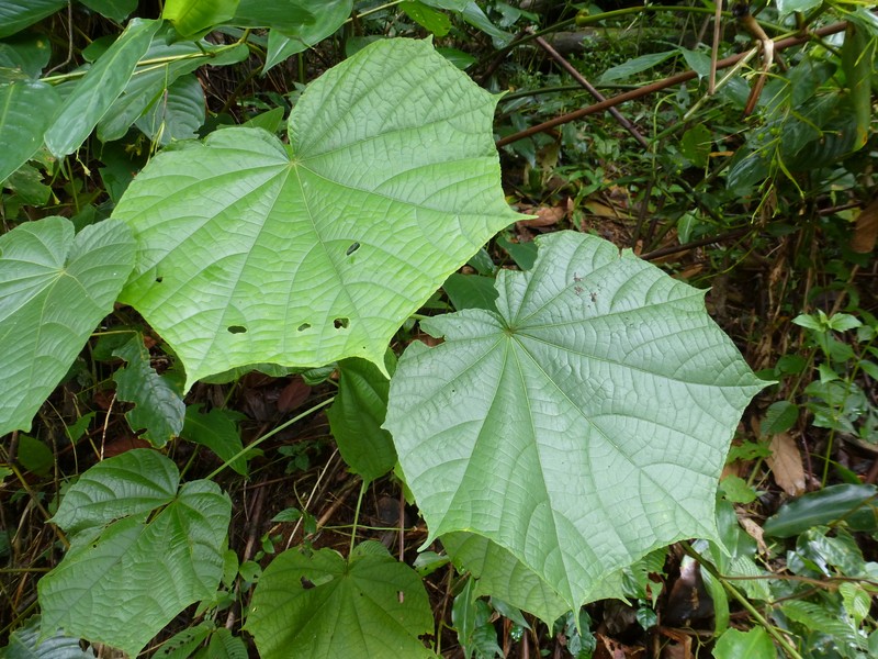 Hibiscus comoensis photo 4