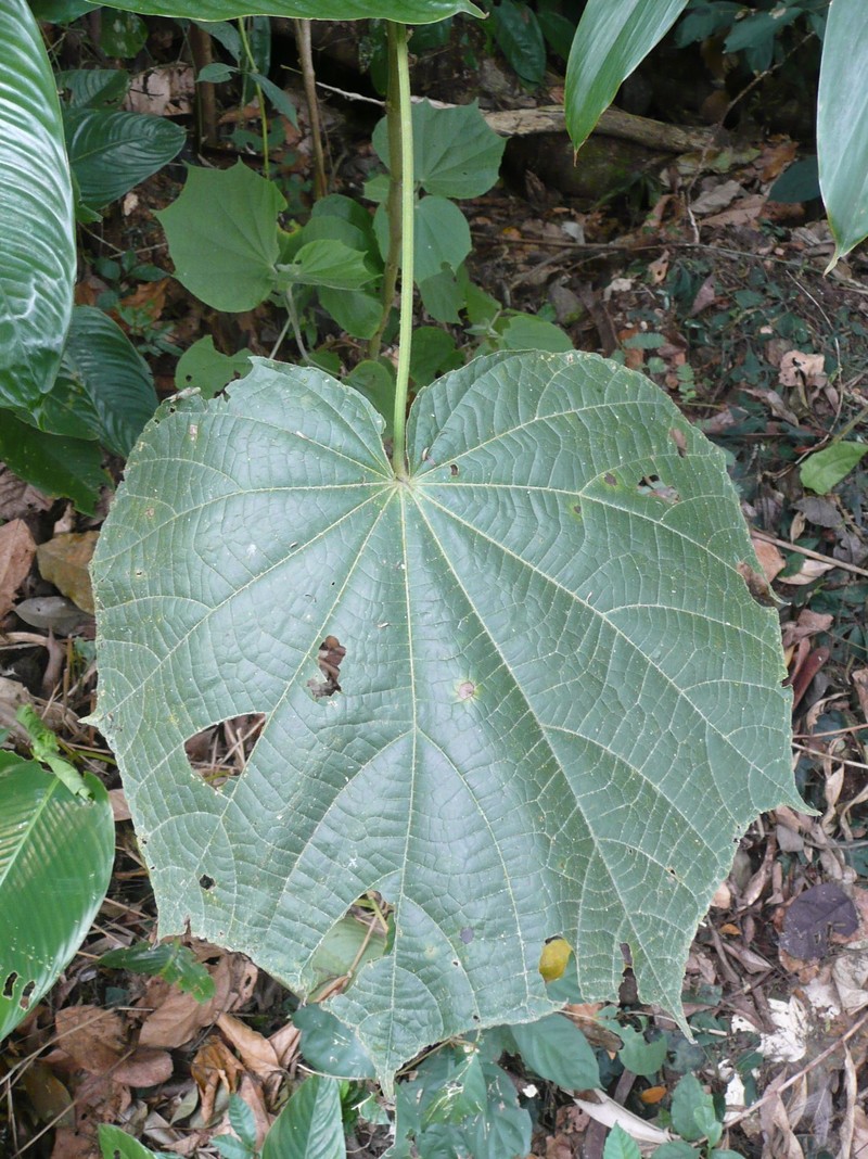 Hibiscus comoensis photo 6