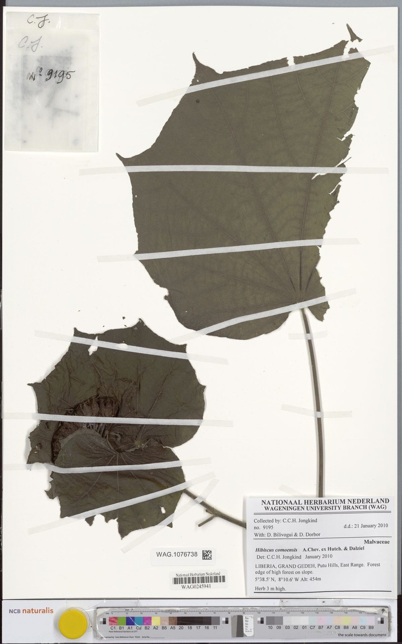 Hibiscus comoensis photo 8
