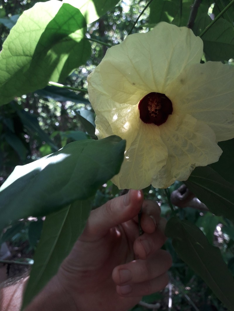 Hibiscus comorensis photo 3
