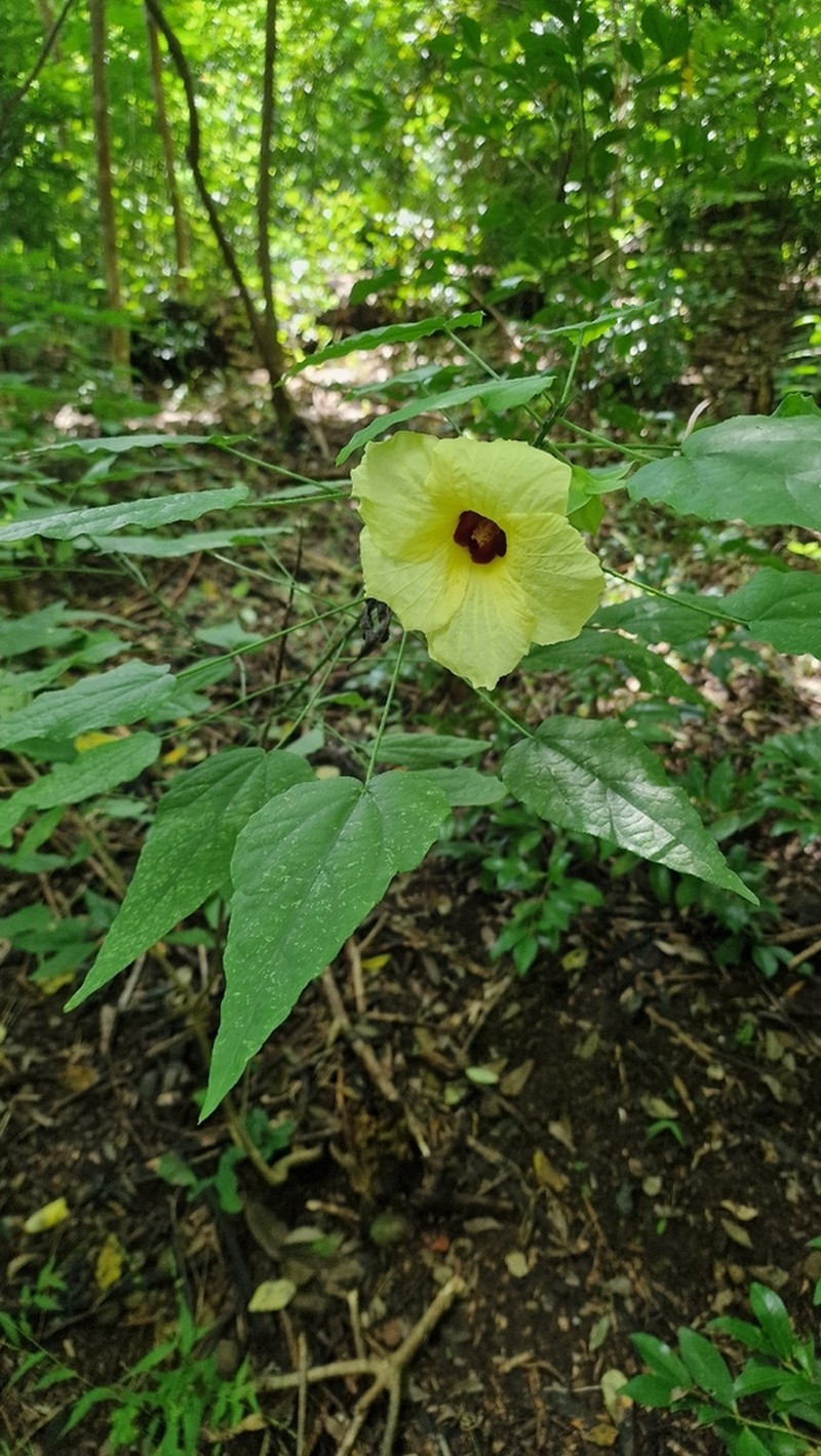 Hibiscus comorensis photo 4