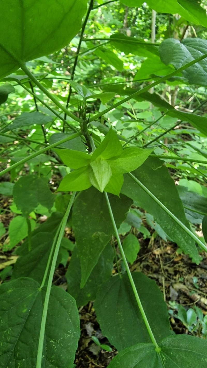 Hibiscus comorensis photo 5
