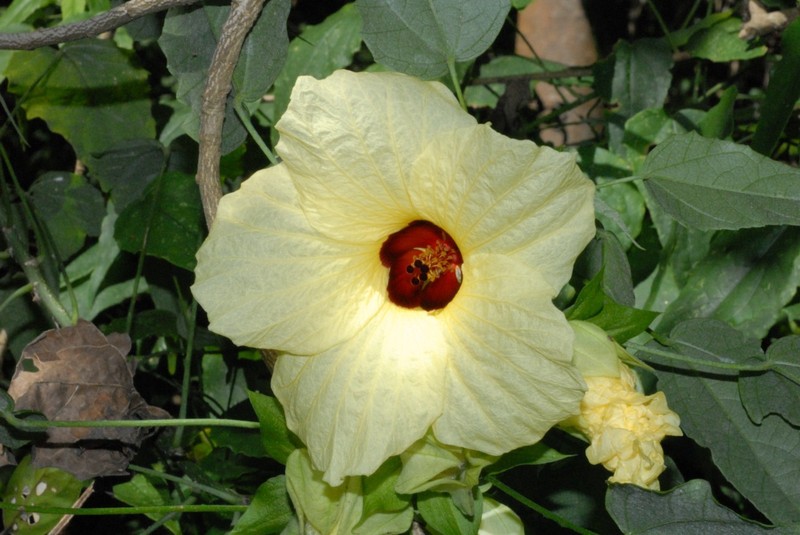 Hibiscus comorensis photo 6