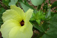 Hibiscus comorensis