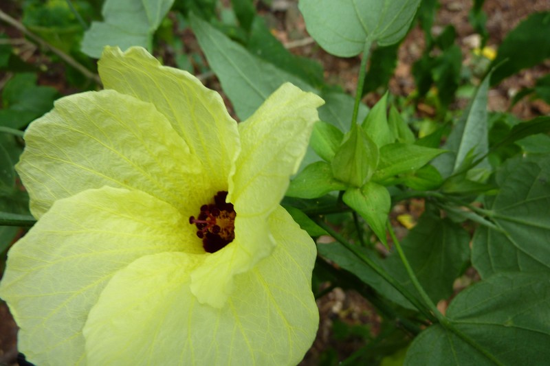 Hibiscus comorensis