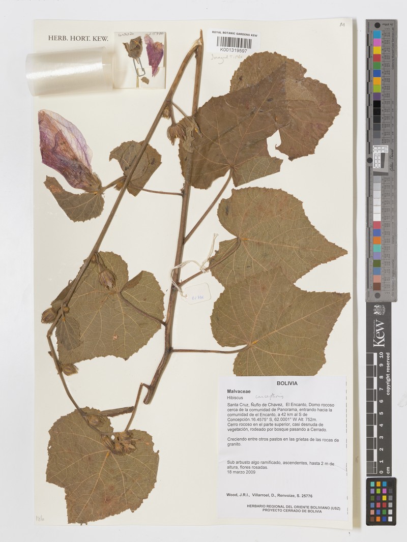 Hibiscus conceptionis