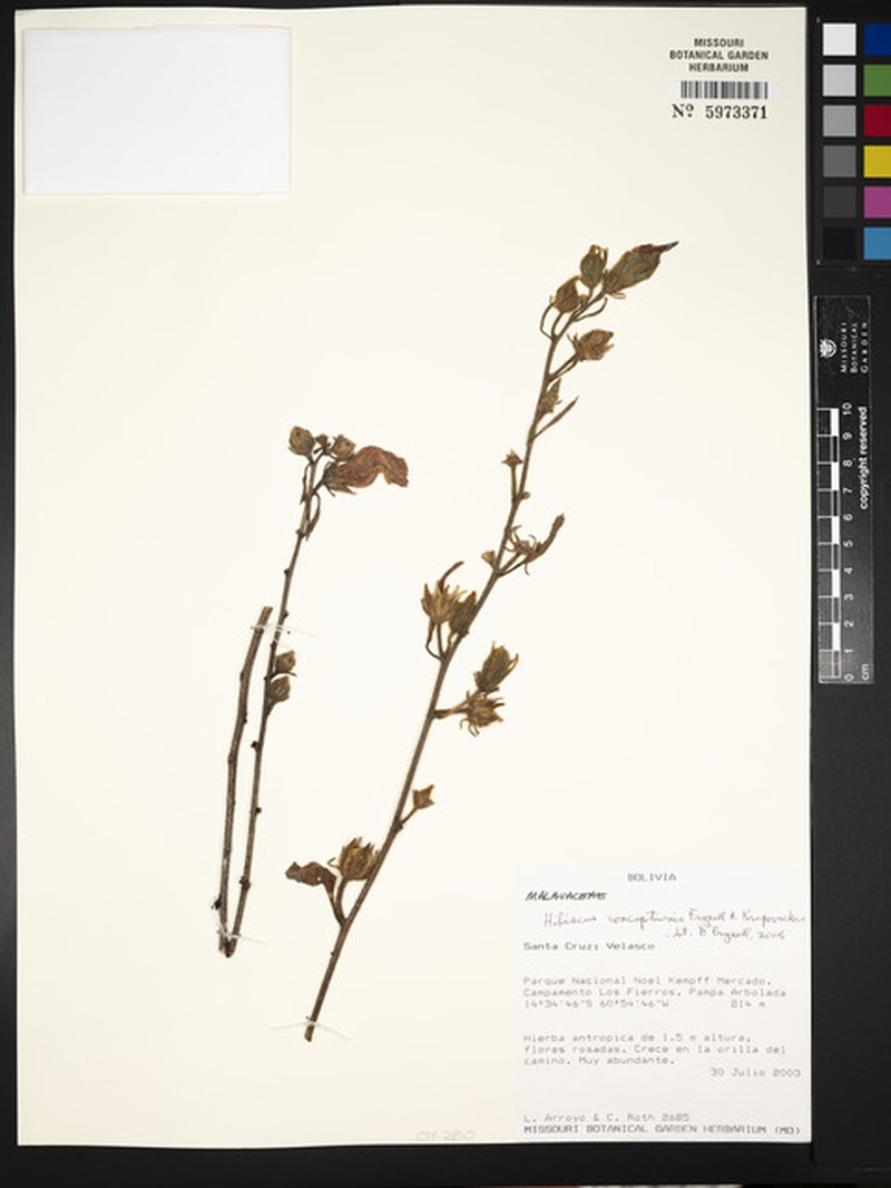 Hibiscus conceptionis photo 2