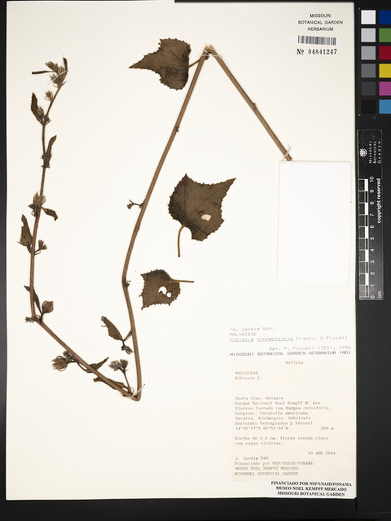 Hibiscus conceptionis photo 3
