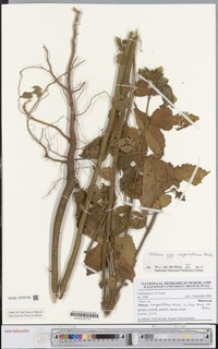 Hibiscus congestiflorus