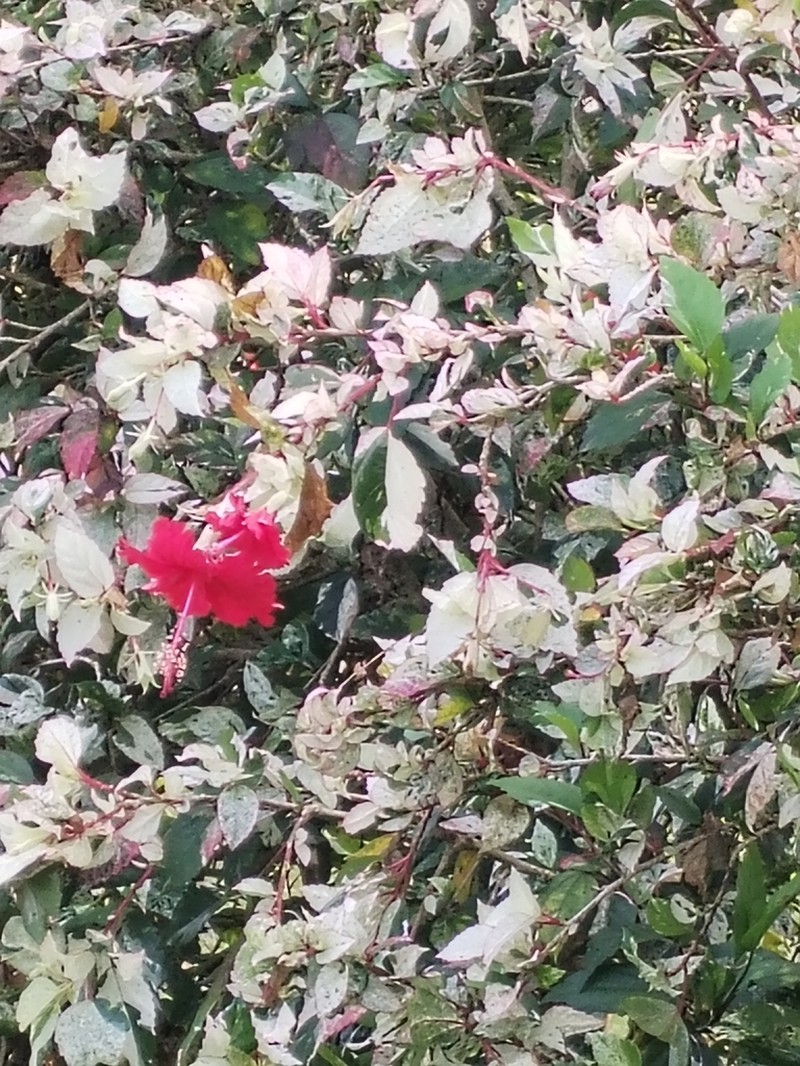Hibiscus cooperi photo 2
