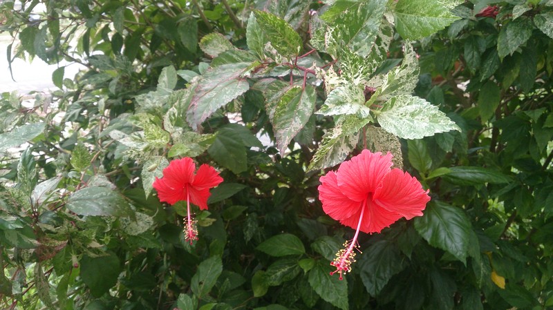 Hibiscus cooperi photo 3