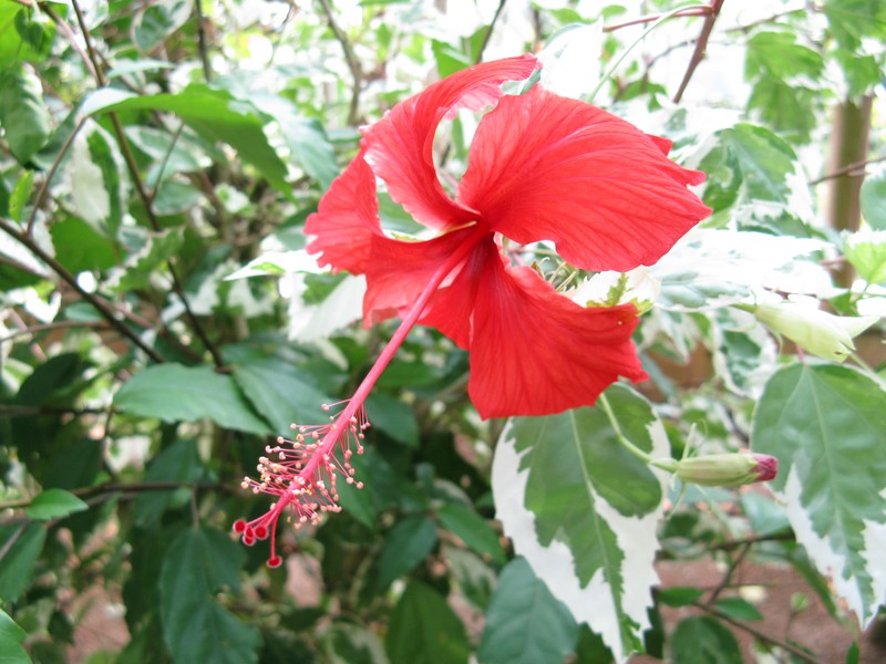 Hibiscus cooperi photo 4