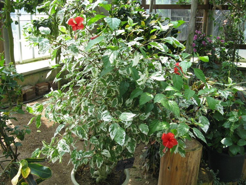 Hibiscus cooperi photo 5