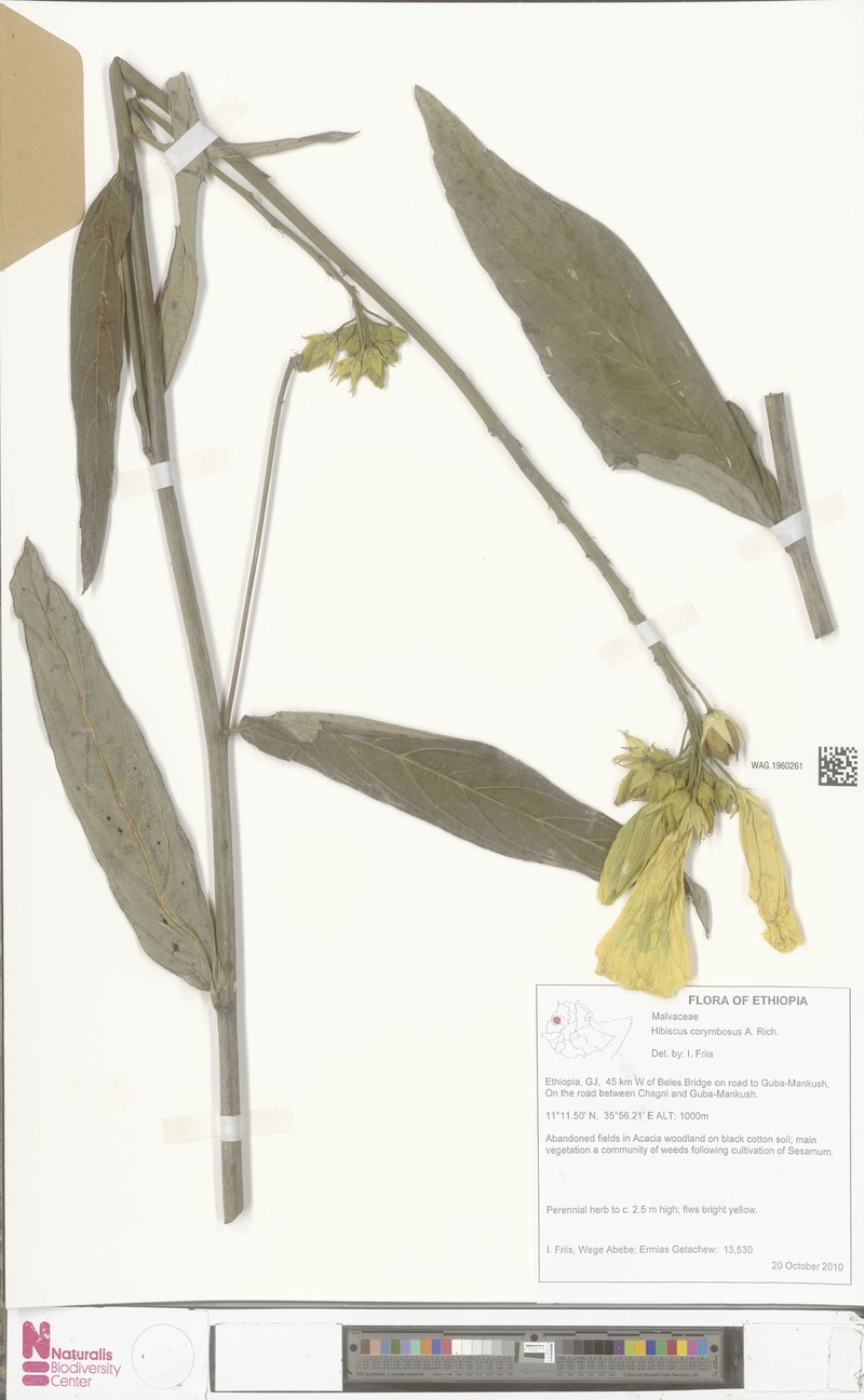 Hibiscus corymbosus photo 3
