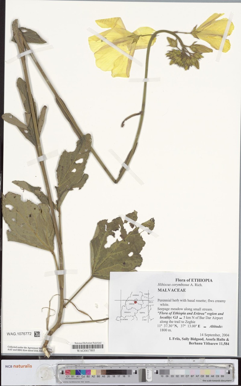 Hibiscus corymbosus photo 5