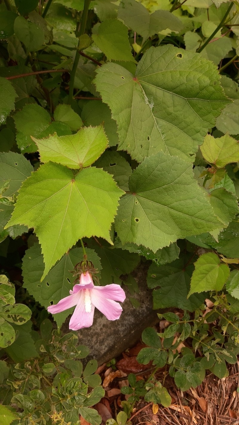 Hibiscus costatus